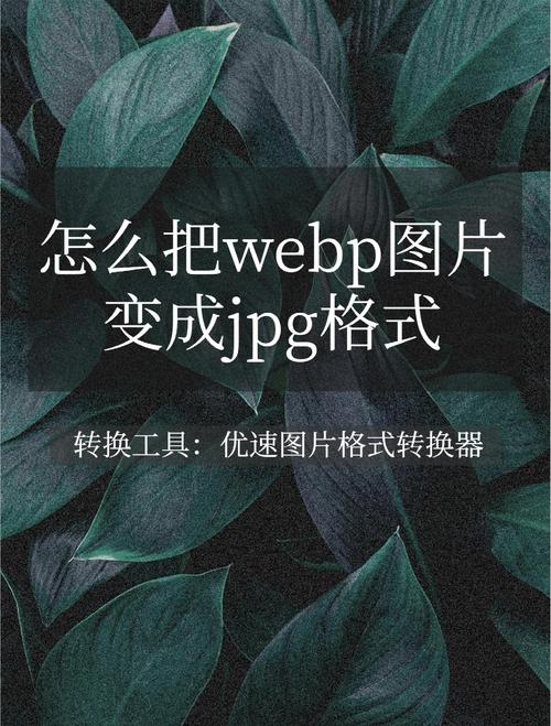 webps怎么用？新手必看的图片格式转换教程