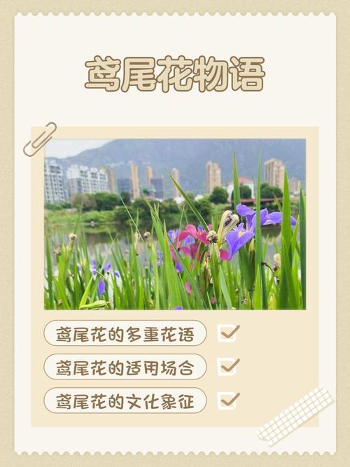 鸢尾花物语有哪些版本？(比较不同改编的优缺点)