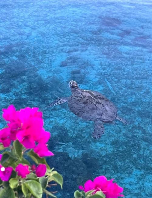 海龟在哪里钓季节最佳？最佳时机大揭秘