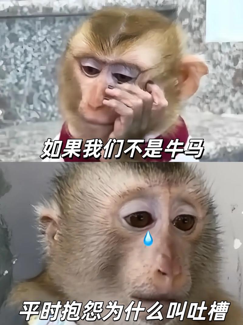 马喽啥意思？对比流行语快速掌握它的真实意思！