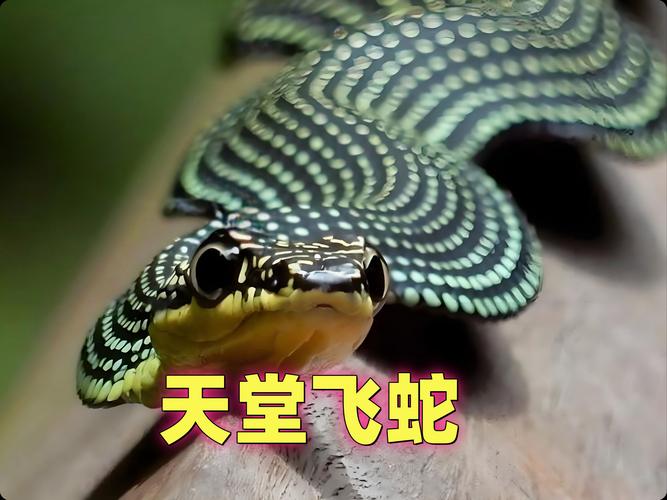盘点飞机上出现蛇的真实案例，这些细节太吓人！