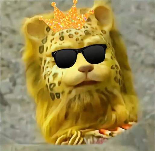 金钱豹什么梗在抖音流行?(围观热门视频快速get)