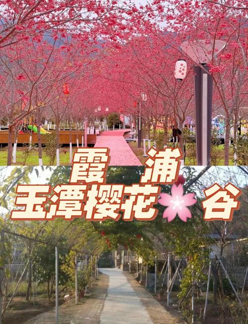 霞谷赏花在哪儿免费进？省钱赏花实用技巧必看