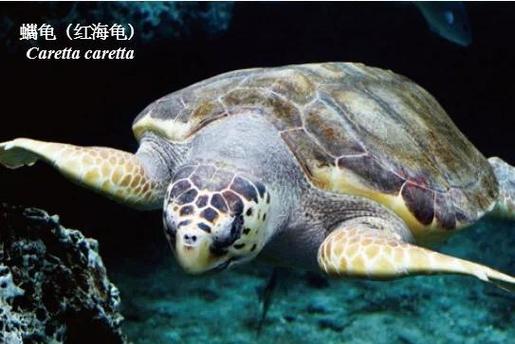 海龟垂钓点位置全揭秘 这5个地方最容易上钩!