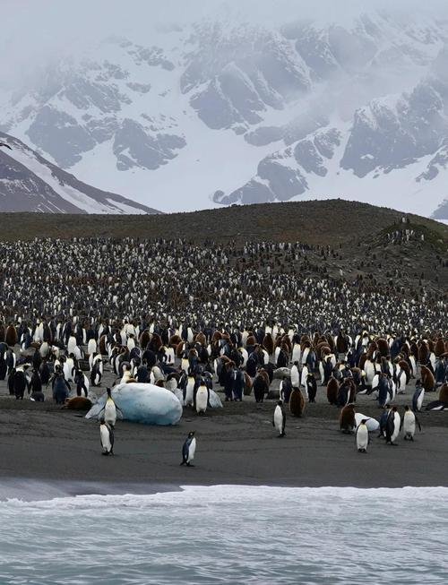 非洲企鹅在哪里栖息？(发现主要分布位置)