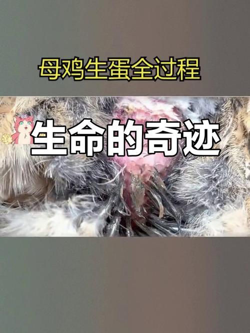 母鸡接鸡蛋效果如何？3大优势告诉你值不值得做