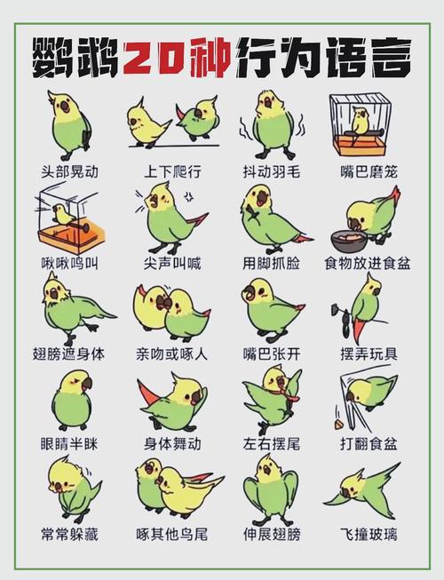 孤独的鸟儿如何照顾?新手必学的4个实用技巧!