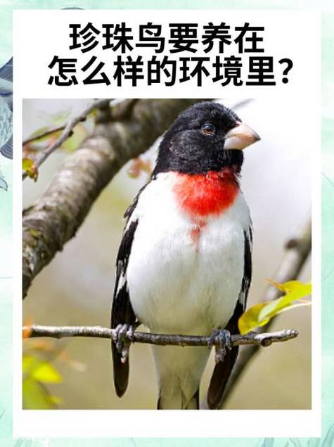 孤独的鸟儿如何照顾?新手必学的4个实用技巧!