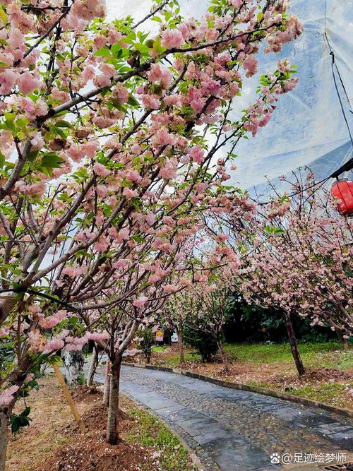 樱花的秘密哪个地方多？对比几大热门景点详解！