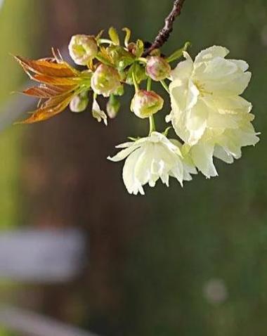 樱花的秘密哪个地方多？对比几大热门景点详解！