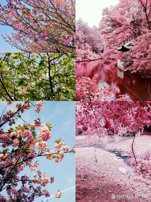 樱花的秘密哪个地方多？对比几大热门景点详解！