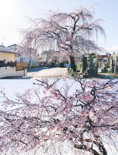 枝垂樱林和普通樱林区别在哪？看完这篇就明白