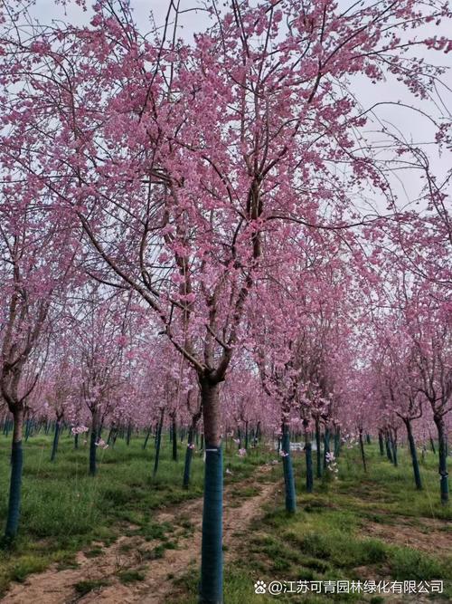枝垂樱林和普通樱林区别在哪？看完这篇就明白