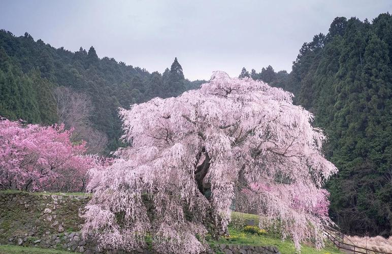 枝垂樱林和普通樱林区别在哪？看完这篇就明白