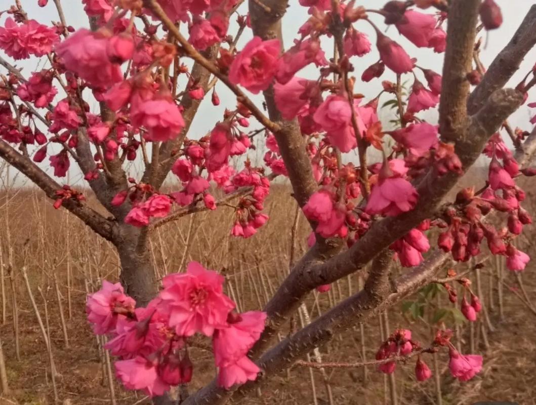 樱花树红色选购指南?教你轻松挑到优质树苗!
