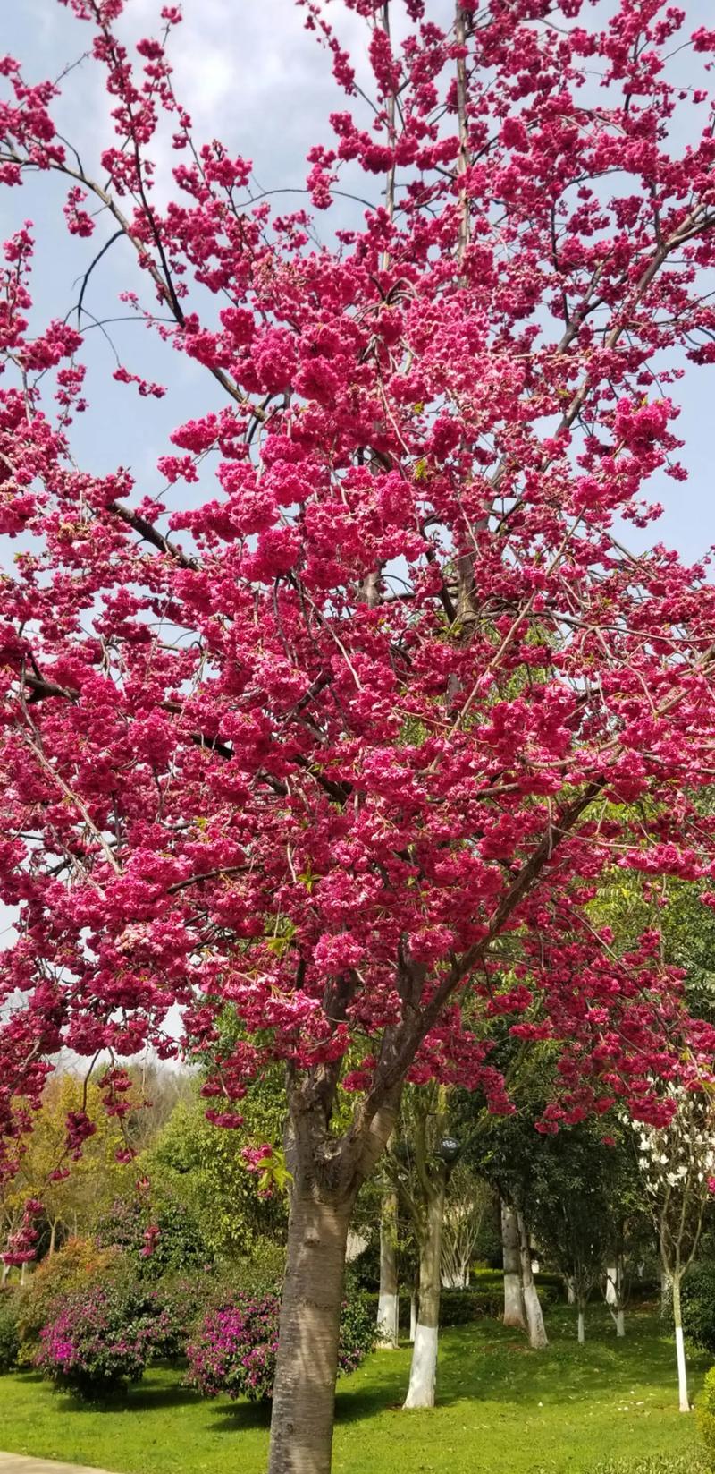 樱花树红色选购指南？教你轻松挑到优质树苗！