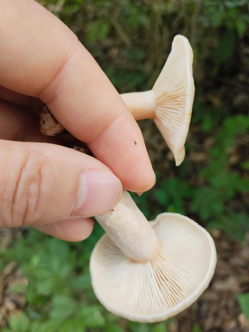 奔跑的蘑菇作者是谁？创作背景深入分析！