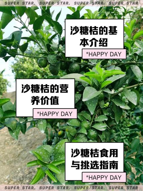 沙糖桔什么梗段子多?这些搞笑案例承包全年笑点