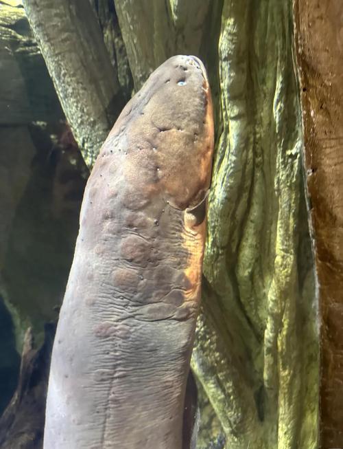 电鳗哪里钓的海边也能上钩吗?推荐这3个热门钓场