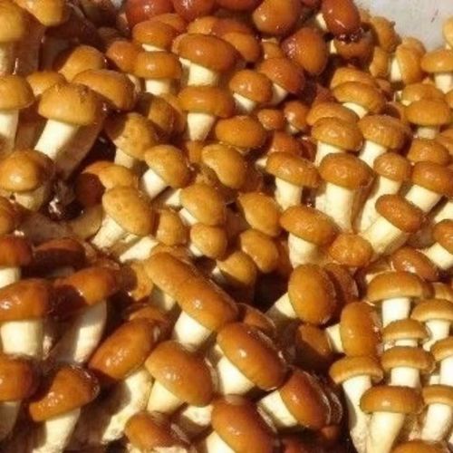 滑子菇栽培工具材料哪里买？高性价比推荐清单