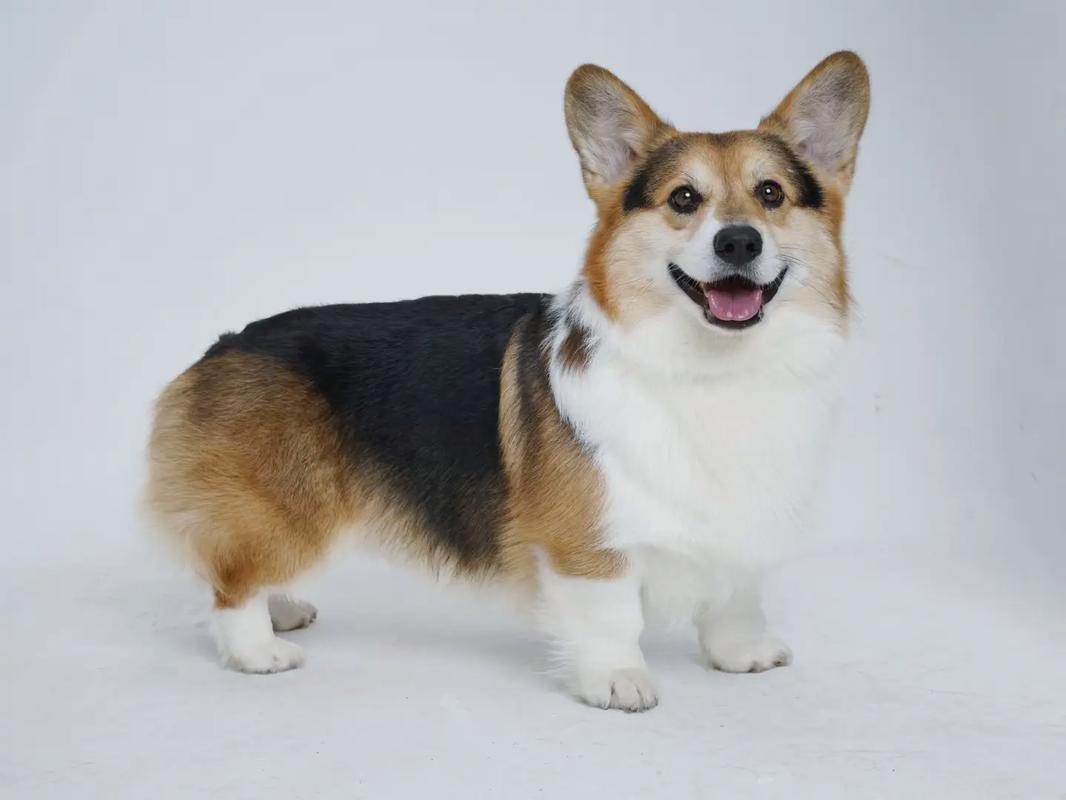 柯基捷径库是什么?苹果手机用户必装的神器推荐