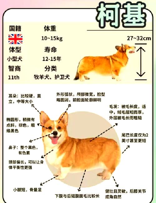 柯基捷径库是什么?苹果手机用户必装的神器推荐