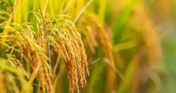 三季稻是谁？简单三步搞明白他的身份！