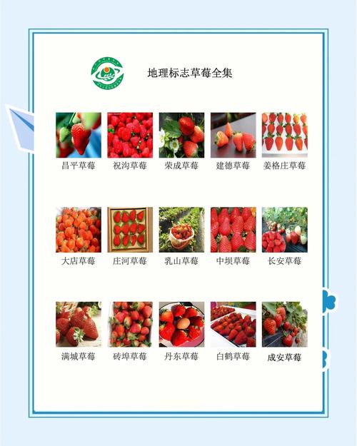草莓网网站哪些品牌划算？必囤大牌清单推荐