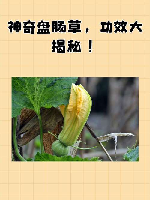 奇异植物有什么好处？发现它们对健康5大惊人益处！