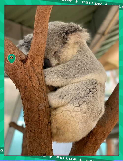 考拉为什么总睡觉?5个原因让你大吃一惊!