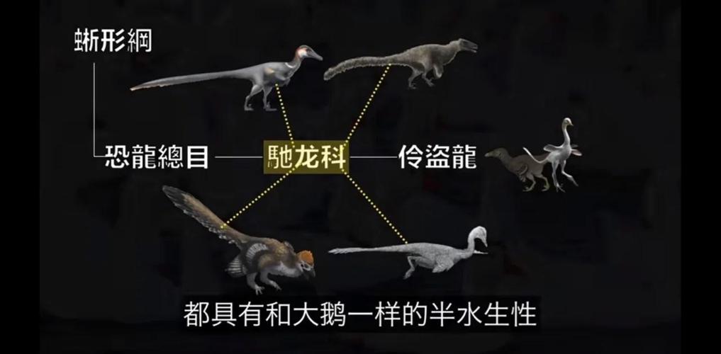 大鹅的祖先在哪里生活？探索古代地理分布的秘密！