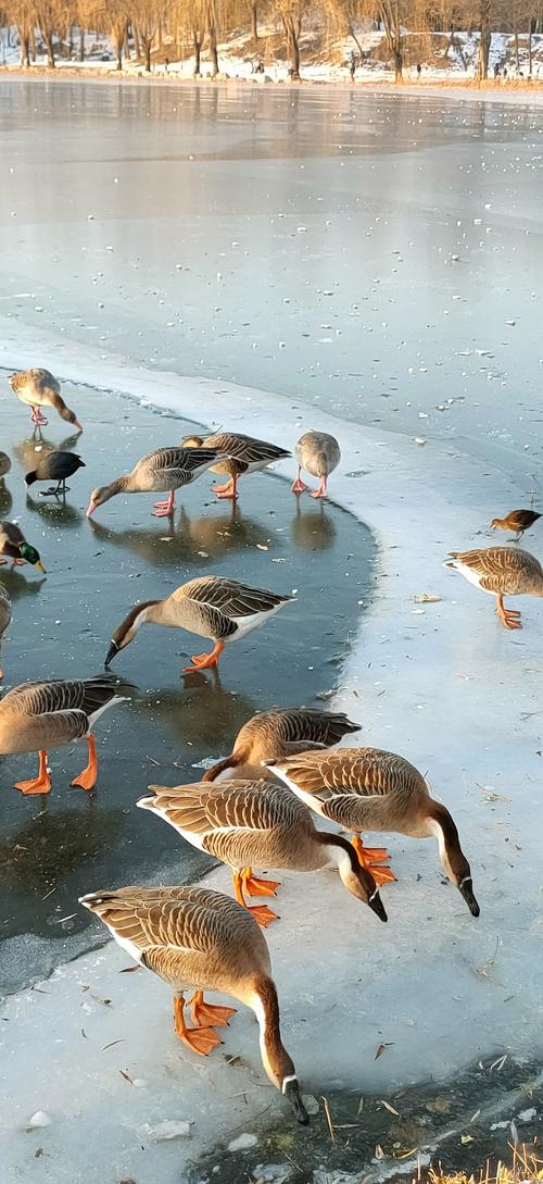 大鹅的祖先在哪里生活?探索古代地理分布的秘密!