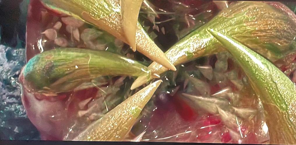 乌头肉芝椁是什么？（一次性揭秘它的起源与神奇效果）