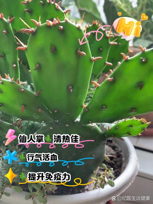 仙人掌搜索引擎好用吗？3分钟教你轻松上手新技巧