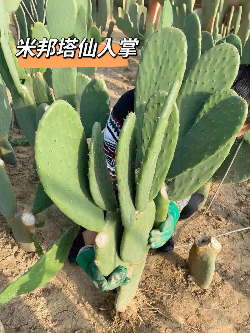 仙人掌搜索引擎好用吗？3分钟教你轻松上手新技巧