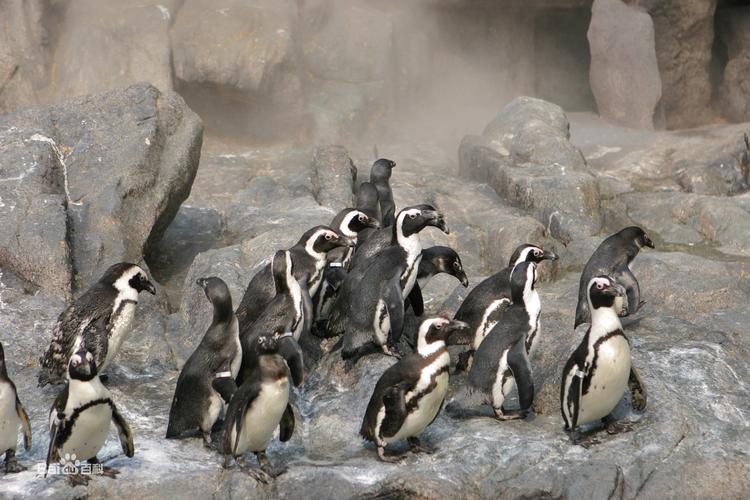非洲居然有企鹅？认识只在非洲海岸生活的企鹅！