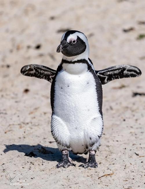 非洲居然有企鹅？认识只在非洲海岸生活的企鹅！