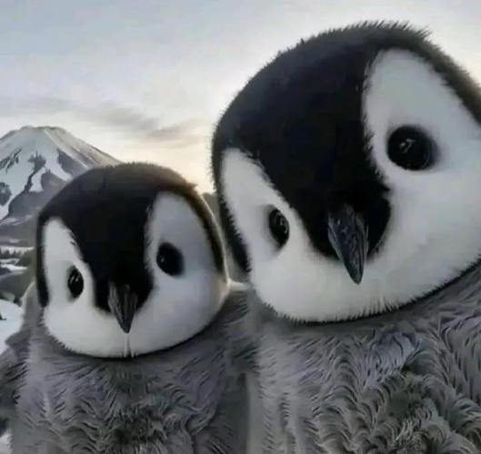 非洲居然有企鹅？认识只在非洲海岸生活的企鹅！