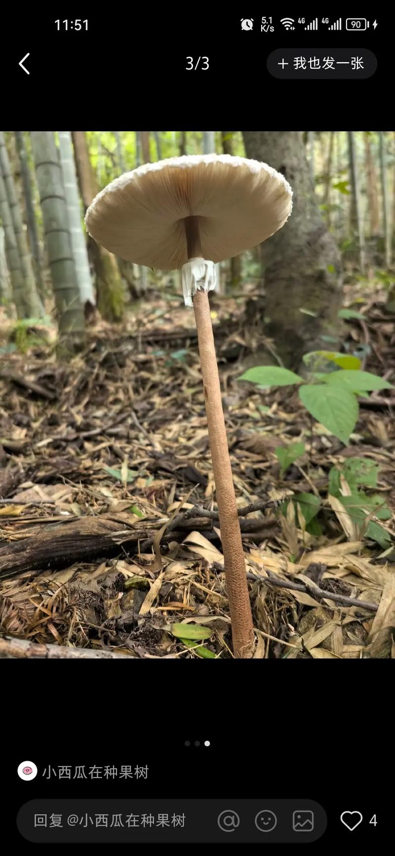 红伞伞白杆杆为啥不能吃？真实案例告诉你后果