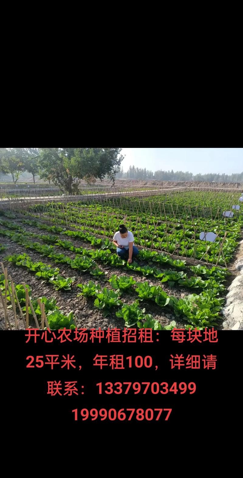 开心农场种植什么最赚？精选作物让你轻松大丰收！