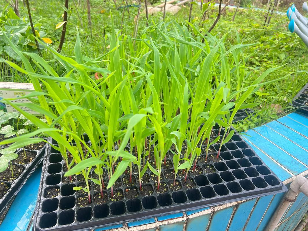 开心农场种植什么最赚？精选作物让你轻松大丰收！