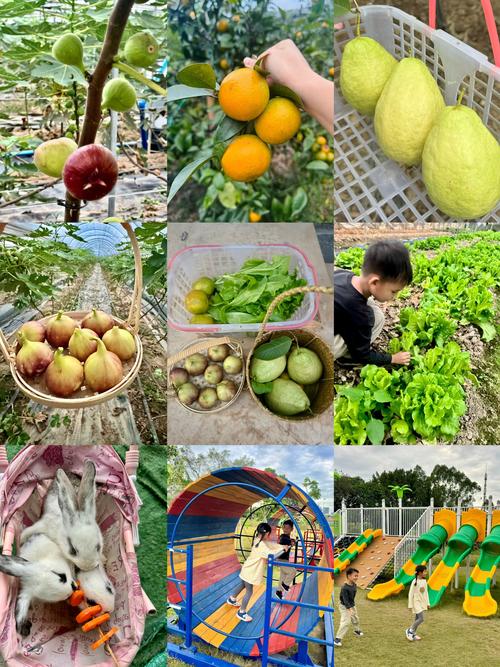 开心农场种植什么最赚？精选作物让你轻松大丰收！