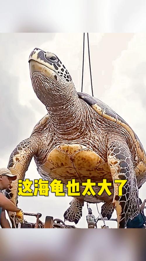 体型最大的海龟叫什么名字？体重达1吨的海洋巨兽！