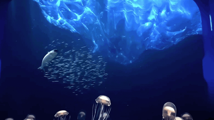 海底动态壁纸效果如何？沉浸式海洋画面震撼你的桌面！