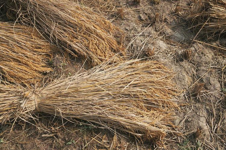 被遗忘的稻草能带来什么启发？点出五大人生教训！