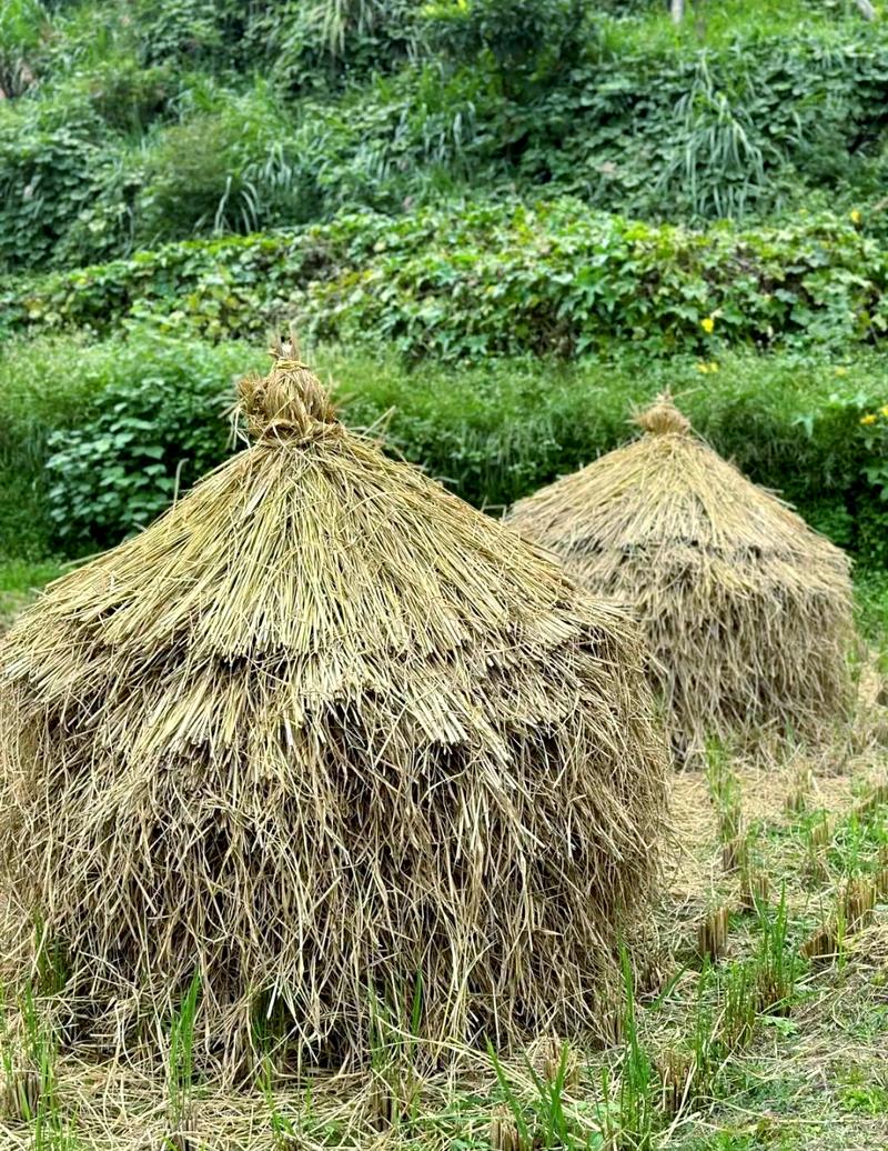 被遗忘的稻草能带来什么启发？点出五大人生教训！