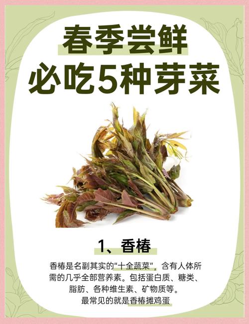 咬春吃什么蔬菜不上火？试试这4种清爽春菜健康吃法