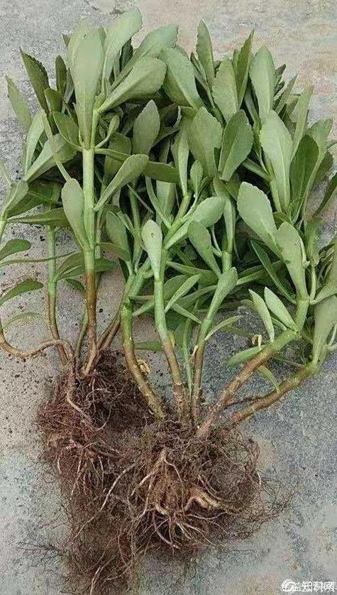 救命草蚂蚁庄园怎么得？独家获取方法大揭秘！