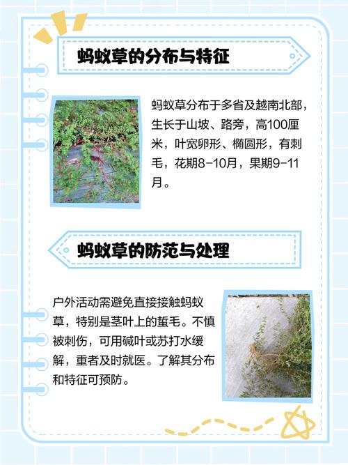 救命草蚂蚁庄园怎么得？独家获取方法大揭秘！