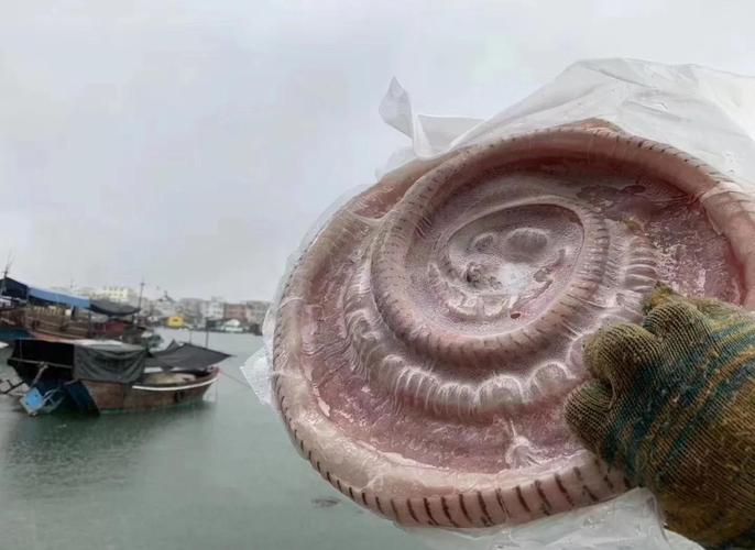 海蛇补给基地常见问题？专家解答助你避坑高效！